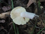 Russula flavisiccans image