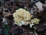 Ramaria flavescens image