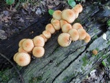 Pholiota squarrosoides image