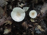 Lactarius subvernalis image
