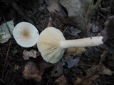 Lactarius subvernalis var. cokeri image