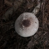Agaricus vinosobrunneofumidus image