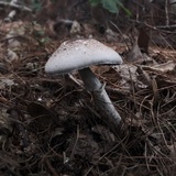 Agaricus vinosobrunneofumidus image