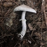 Agaricus vinosobrunneofumidus image