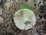 Russula inopina image