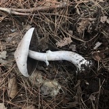 Agaricus vinosobrunneofumidus image