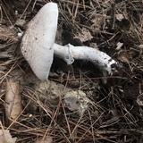 Agaricus vinosobrunneofumidus image