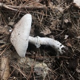 Agaricus vinosobrunneofumidus image
