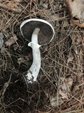 Agaricus vinosobrunneofumidus image