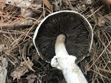 Agaricus vinosobrunneofumidus image