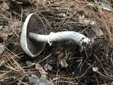 Agaricus vinosobrunneofumidus image