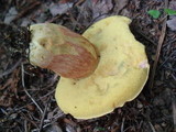 Boletus miniato-olivaceus image