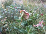 Exobasidium vaccinii image