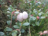Exobasidium vaccinii image