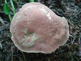Boletus miniato-olivaceus image
