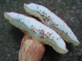 Boletus miniato-olivaceus image