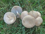 Amanita pseudovolvata image