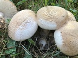 Amanita pseudovolvata image