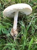 Amanita pseudovolvata image