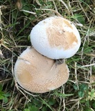 Amanita pseudovolvata image