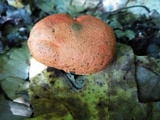 Gyroporus ballouii image
