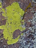 Pleopsidium flavum image