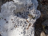 Lecidea tessellata image