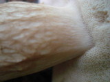 Xanthoconium affine image