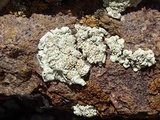 Rhizoplaca chrysoleuca image