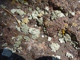 Rhizoplaca melanophthalma image