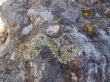 Lecanora garovaglii image