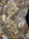 Lecanora garovaglii image