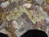 Lecanora garovaglii image