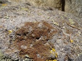 Lecanora mellea image