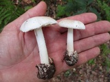 Amanita pseudovolvata image