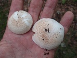 Amanita pseudovolvata image