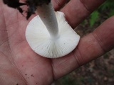 Amanita pseudovolvata image