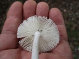 Amanita sect. Vaginatae image