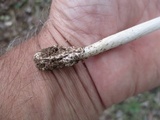 Amanita sect. Vaginatae image