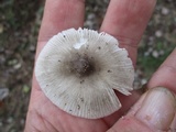Amanita sect. Vaginatae image