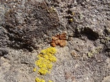 Caloplaca epithallina image