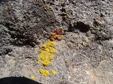 Caloplaca epithallina image