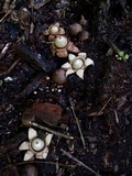 Geastrum triplex image