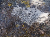 Lecidea fuscoatra image