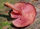 Callistosporium purpureomarginatum image
