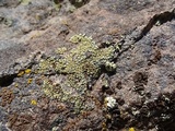 Lecanora garovaglii image