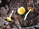 Cortinarius alboluteus image
