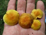 Cortinarius alboluteus image