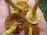 Cortinarius alboluteus image