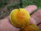 Cortinarius alboluteus image